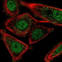 Anti-CSTF2T antibody produced in rabbit 