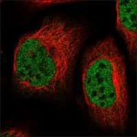 Anti-CSTF2T antibody produced in rabbit HPA039216-100UL