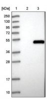 Anti-CTSE antibody produced in rabbit HPA008021-100UL