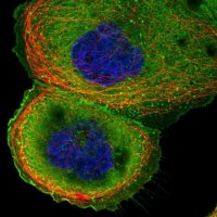 Anti-CTTN antibody produced in rabbit HPA057242-100UL