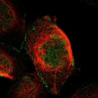 Anti-CTXN1 antibody produced in rabbit 