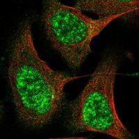 Anti-CWF19L2 antibody produced in rabbit 