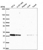 Anti-CXXC5 antibody produced in rabbit 