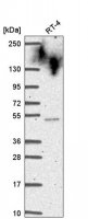 Anti-CYHR1 antibody produced in rabbit HPA059543-100UL