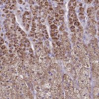 Anti-CYP11B2 antibody produced in rabbit 