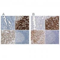 Anti-CYP2E1 antibody produced in rabbit 