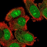 Anti-DCAF13 antibody produced in rabbit 