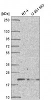 Anti-DCTN5 antibody produced in rabbit 