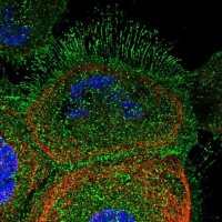 Anti-DCUN1D2 antibody produced in rabbit 