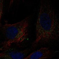 Anti-DCUN1D4 antibody produced in rabbit 