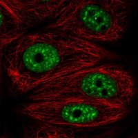 Anti-DDX39B antibody produced in rabbit 