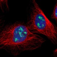 Anti-DDX47 antibody produced in rabbit HPA014855-100UL