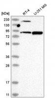 Anti-DDX50 antibody produced in rabbit 