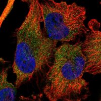 Anti-DDX60 antibody produced in rabbit 