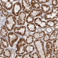 Anti-DHRS4 antibody produced in rabbit HPA023972-100UL