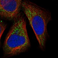 Anti-DHX30 antibody produced in rabbit 