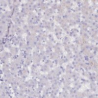 Anti-SLC26A4 antibody produced in rabbit 