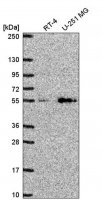Anti-SLC29A4 antibody produced in rabbit 