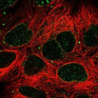 Anti-SLC2A13 antibody produced in rabbit 