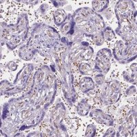 Anti-SLC40A1 antibody produced in rabbit 