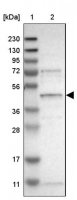 Anti-SLC41A1 antibody produced in rabbit 