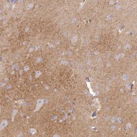 Anti-SLC6A11 antibody produced in rabbit 