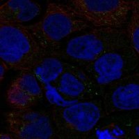 Anti-SLC6A12 antibody produced in rabbit 