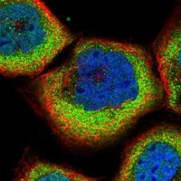 Anti-SLC9A5 antibody produced in rabbit 