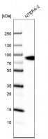 Anti-SLCO1A2 antibody produced in rabbit 