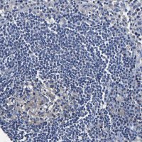 Anti-SLCO2B1 antibody produced in rabbit 