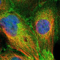 Anti-SLK antibody produced in rabbit 