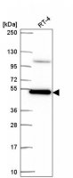 Anti-SMAD3 antibody produced in rabbit 