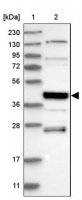 Anti-SMAP2 antibody produced in rabbit 