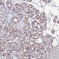 Anti-SMIM4 antibody produced in rabbit 