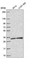 Anti-SNAP29 antibody produced in rabbit 