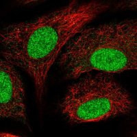 Anti-SNAPC5 antibody produced in rabbit 