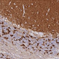 Anti-SNED1 antibody produced in rabbit 
