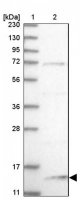 Anti-SNU13 antibody produced in rabbit 