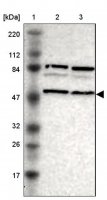 Anti-SNX4 antibody produced in rabbit 