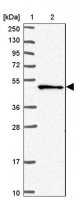 Anti-SNX5 antibody produced in rabbit 