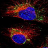 Anti-SPSB3 antibody produced in rabbit 