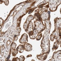 Anti-SRGAP2 antibody produced in rabbit 