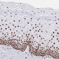 Anti-SRSF1 antibody produced in rabbit 