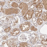 Anti-STAT5A antibody produced in rabbit 