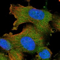 Anti-STK16 antibody produced in rabbit 