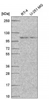 Anti-STRIP1 antibody produced in rabbit 