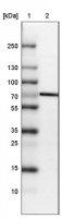 Anti-STRIP1 antibody produced in rabbit HPA060302-100UL