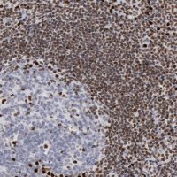 Anti-SUB1 antibody produced in rabbit HPA001311-100UL
