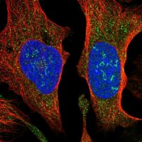 Anti-SUCO antibody produced in rabbit 