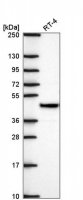 Anti-SURF6 antibody produced in rabbit 